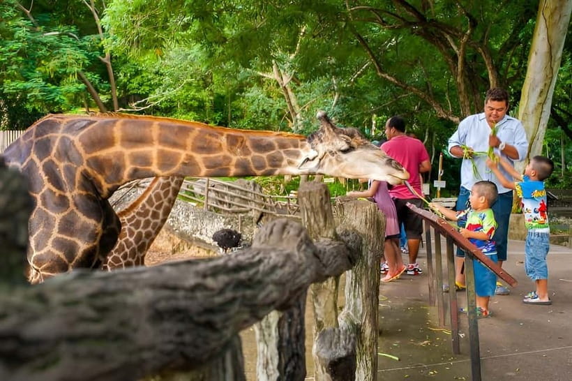 Bangkok/Pattaya: Khao Kheow Zoo Private Tour with Pickup - Private Ride to Khao Kheow Open Zoo: The Big Advantage