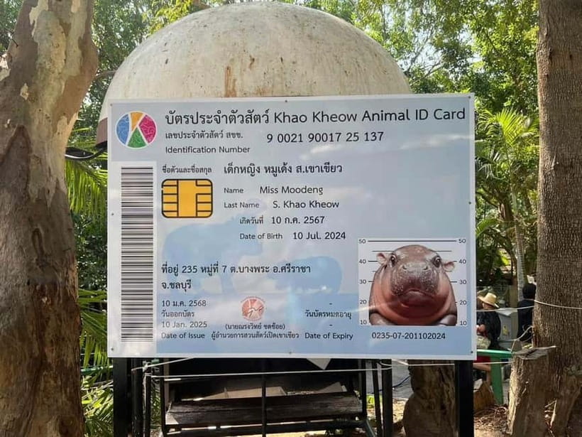 Bangkok/Pattaya: Khao Kheow Zoo Private Tour with Pickup - Moo Daeng and the 300+ Species Animal Day Plan