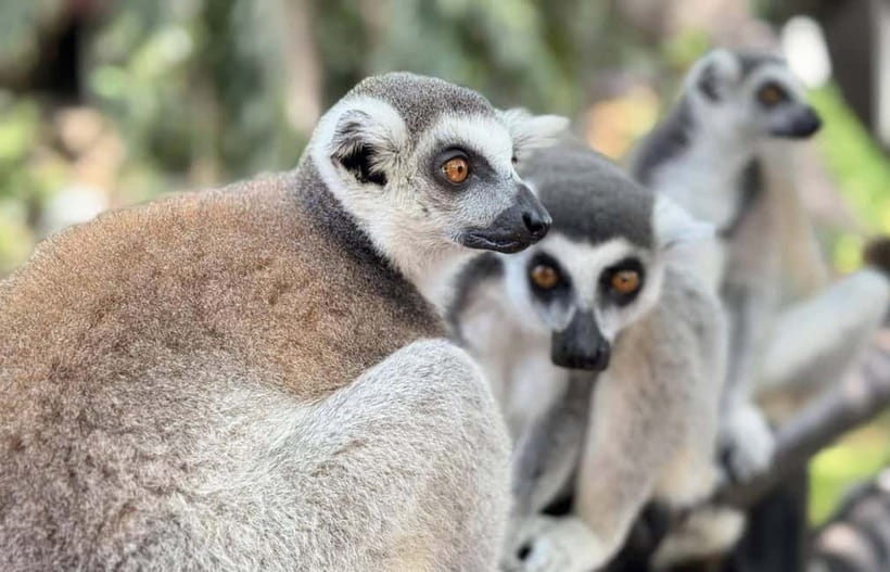 Bangkok/Pattaya: Khao Kheow Zoo Private Tour with Pickup - What Your Driver Really Does (And What to Expect on Language)