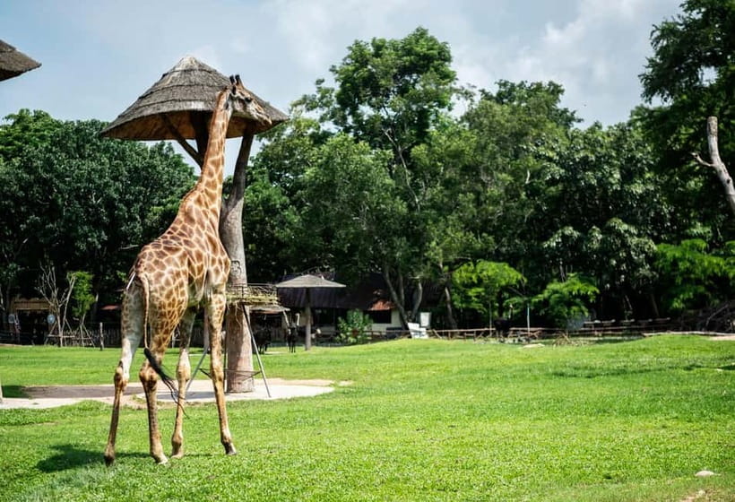Bangkok/Pattaya: Khao Kheow Zoo Private Tour with Pickup - Price and Logistics: Is $64 a Smart Value?