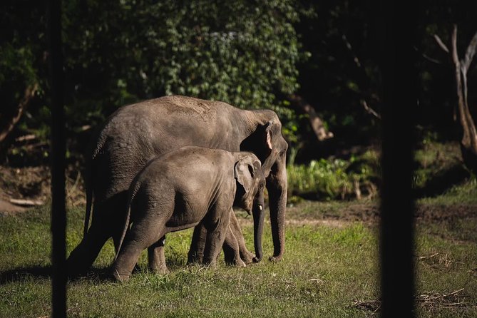Elephant Jungle Sanctuary: Half Day Morning Program - Feeding and Handler Time: Close Contact Without the Usual Cruel Tradeoffs