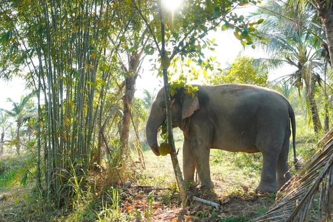 Ethical Elephant Sanctuary Tour from Bangkok & Pattaya - Ethical elephant care at Khao Kheow: what “ethical” means here
