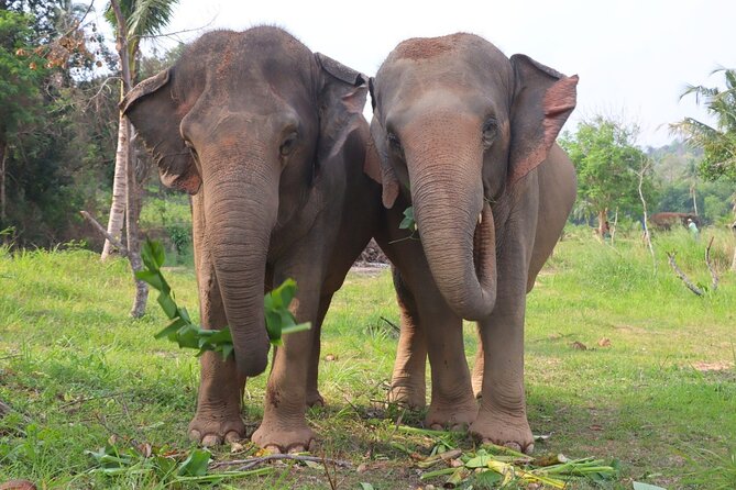 Ethical Elephant Sanctuary Tour from Bangkok & Pattaya - The walking path and animal behavior: why your photos look better here