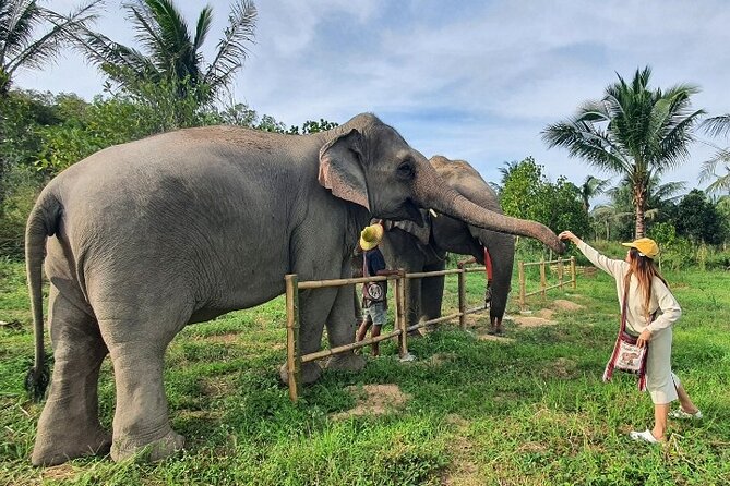 Ethical Elephant Sanctuary Tour from Bangkok & Pattaya - Lunch after the elephants: why this included meal matters