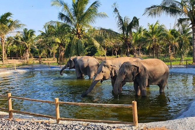 Ethical Elephant Sanctuary Tour from Bangkok & Pattaya - Price and value: is $71.49 a fair deal?