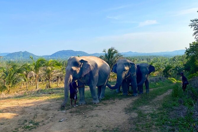Ethical Elephant Sanctuary Tour from Bangkok & Pattaya - Group size and staff energy: when the day feels smooth vs rushed