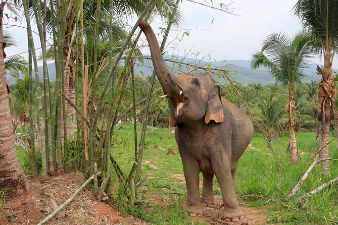 Ethical Elephant Sanctuary Tour from Bangkok & Pattaya - Who should book this elephant sanctuary tour (and who might not love it)