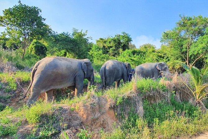 Ethical Elephant Sanctuary Tour from Bangkok & Pattaya - A 5–6 hour day from Pattaya: how the timing really plays out