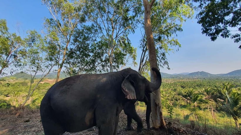 From Pattaya: Living Green Elephant Sanctuary Day Trip - Key things that make this Pattaya elephant trip special