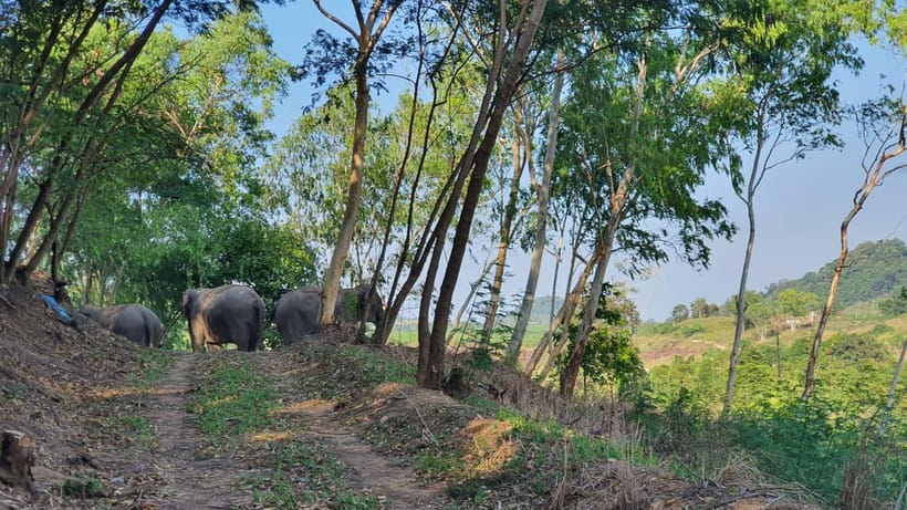 From Pattaya: Living Green Elephant Sanctuary Day Trip - Why Living Green’s no-riding rules change the whole experience