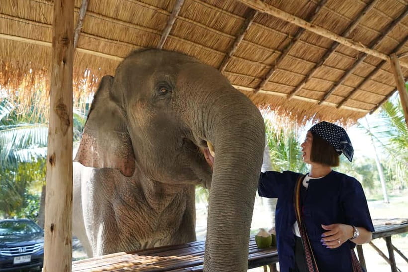 From Pattaya: Living Green Elephant Sanctuary Day Trip - Mo Hom clothing and your first look at a herd that roams