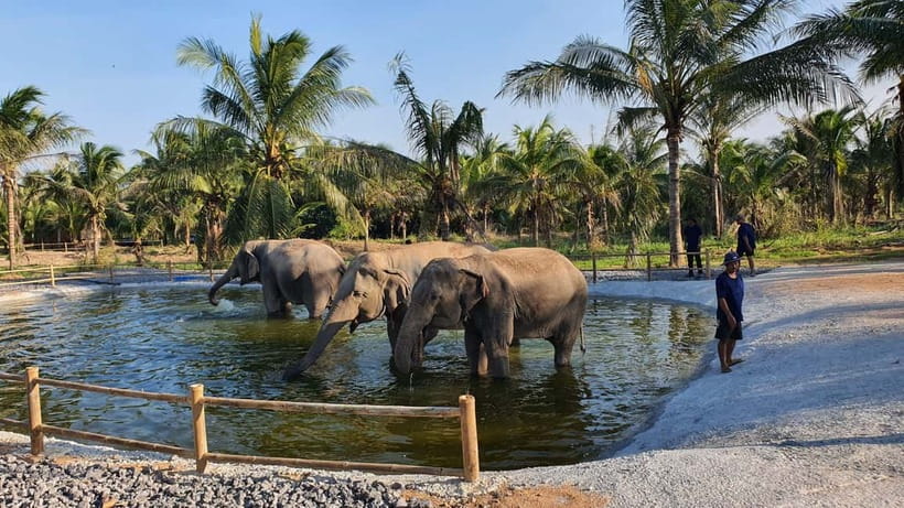 From Pattaya: Living Green Elephant Sanctuary Day Trip - The big moment: bathing time when the elephants choose it