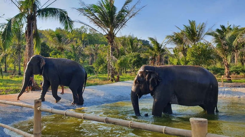 From Pattaya: Living Green Elephant Sanctuary Day Trip - Lunch at the sanctuary: Ancient Pad Thai and cooling off