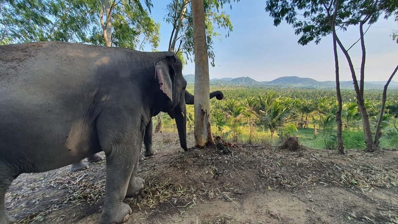 From Pattaya: Living Green Elephant Sanctuary Day Trip - Conservation lessons that make the ethics stick