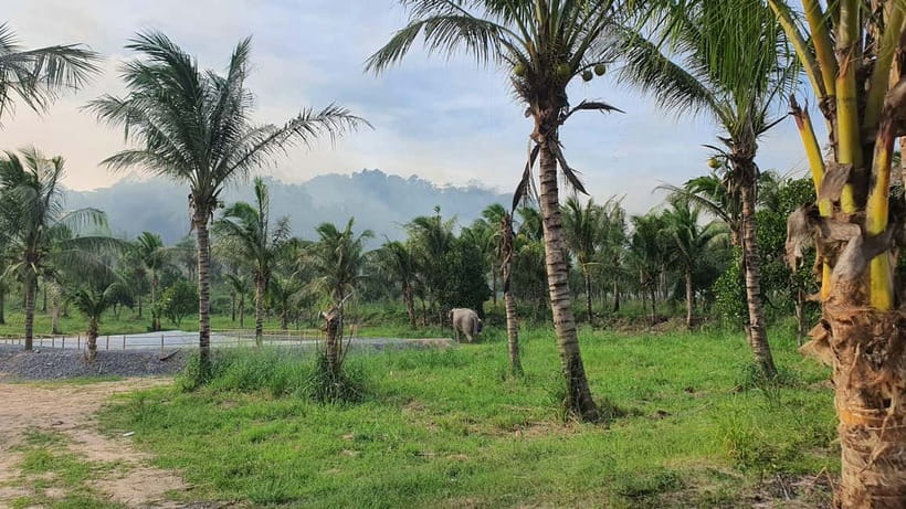 From Pattaya: Living Green Elephant Sanctuary Day Trip - Photos, heat, and group size: how to make it work for your expectations