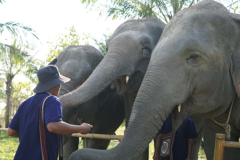 From Pattaya: Living Green Elephant Sanctuary Day Trip - Price value: what $57 includes and what you’re really paying for
