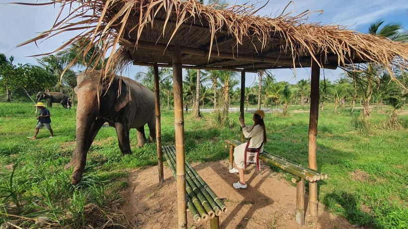 From Pattaya: Living Green Elephant Sanctuary Day Trip - Getting there from Pattaya: the drive, the timing, and the trade-offs