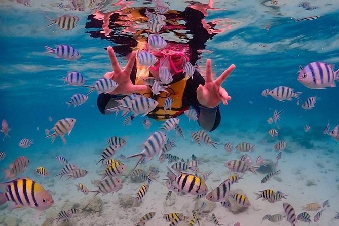 Nemo Island Experience with Drone Photos and Lunch - Snorkeling stop around 6 meters: more fish variety and colorful reef scenes