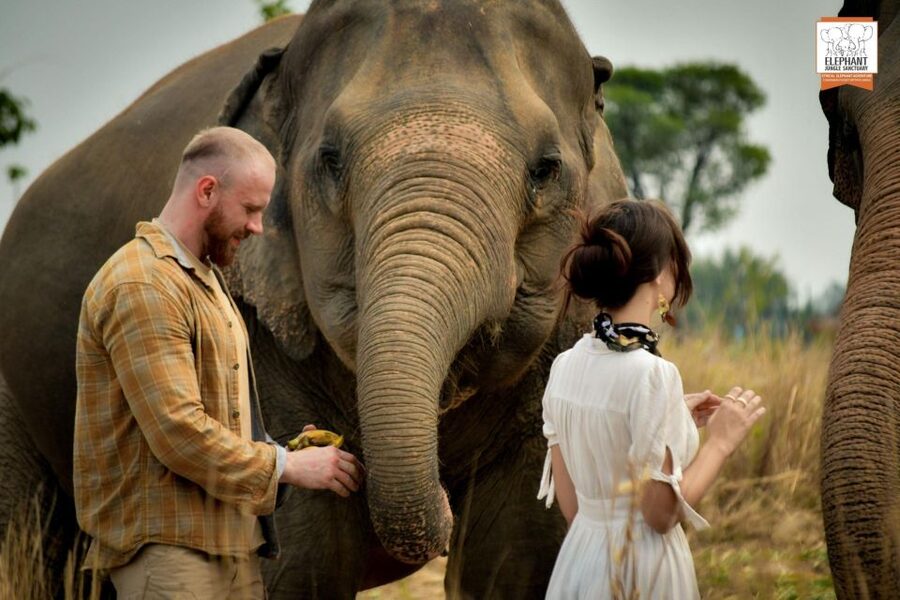 Pattaya: Elephant Jungle Sanctuary Feeding Experience - Feeding Time: What You Actually Do With the Elephants