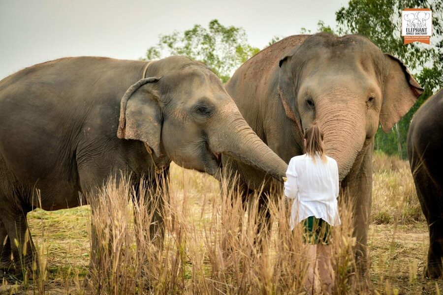 Pattaya: Elephant Jungle Sanctuary Feeding Experience - The Soft Drink Finish: A Small Reset Before You Leave