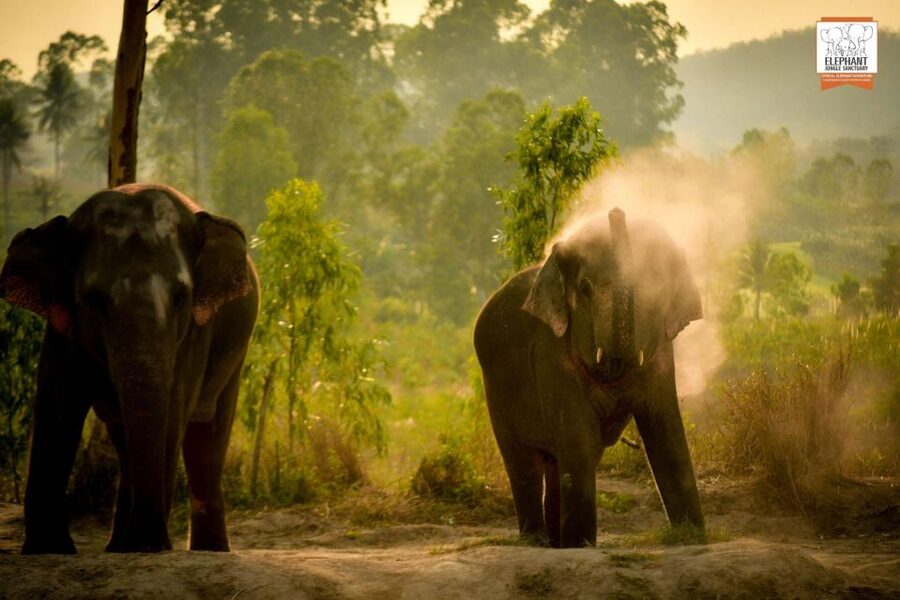 Pattaya: Elephant Jungle Sanctuary Feeding Experience - Price and Value: Is $28 a Fair Deal Here?