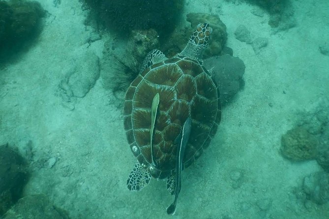 Pattaya PADI Scuba Diving Two Exciting Try Dives with PADI Instructor in Pattaya - Hotel pickup and the small-group feel: smoother than you’d expect