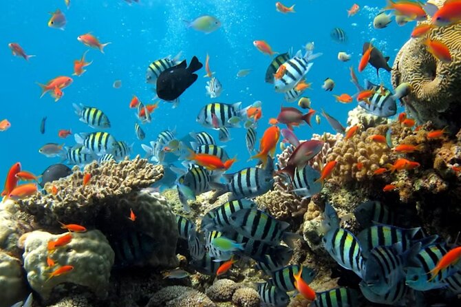 Pattaya Underwater World Admission Ticket - Walking the 105-Meter Ocean Tunnel Without Rushing