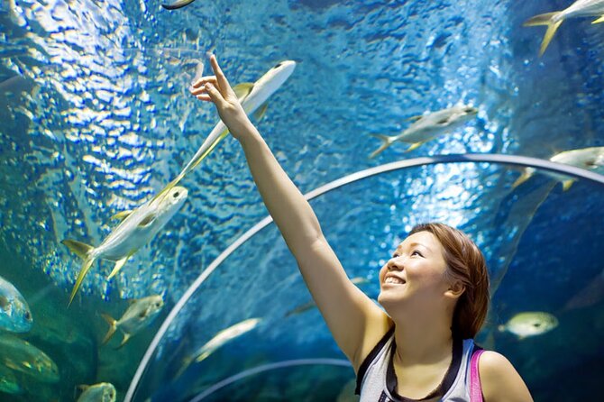 Pattaya Underwater World Admission Ticket - Price and Value: What $10.44 Buys You