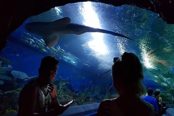 Pattaya Underwater World - Discover Ocean Treasures - Pattaya Underwater World: A Beach-Break Aquarium With Real Family Appeal