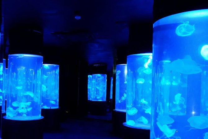 Pattaya Underwater World - Discover Ocean Treasures - The Glass-Domed Observation Tunnel: The Star Moment