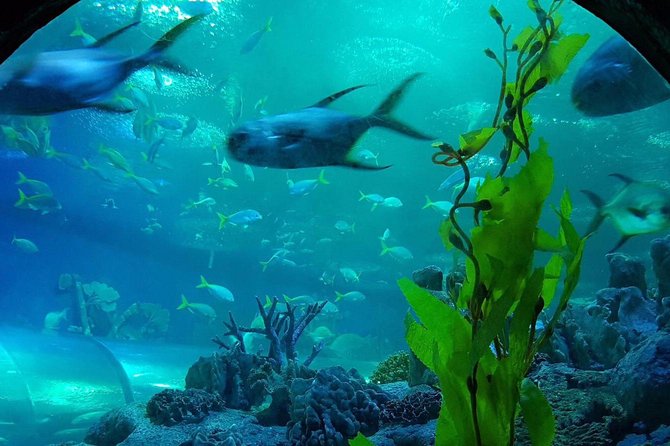 Pattaya Underwater World - Discover Ocean Treasures - Exhibits and Learning Style: Thai and International Marine Life