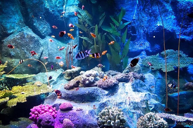 Pattaya Underwater World Tickets with Optional Hotel Pickup - Key Points Worth Knowing