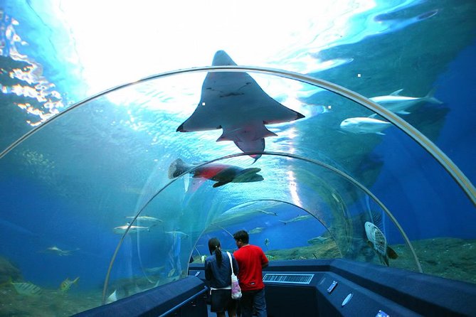 Pattaya Underwater World Tickets with Optional Hotel Pickup - Guaranteed Admission Beats the “Maybe We Can Get In” Plan