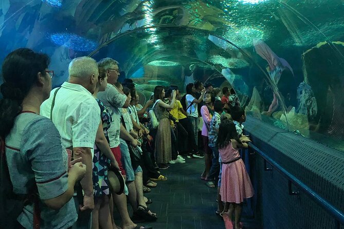 Pattaya Underwater World Tickets with Optional Hotel Pickup - Ray Pools, Sharks, and the Tank Highlights You’ll Remember
