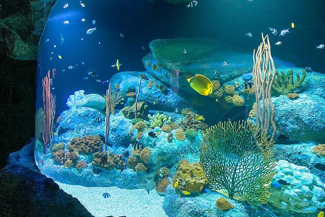 Pattaya Underwater World Tickets with Optional Hotel Pickup - Animal Comfort and Exhibit Quality: Read This Part Carefully