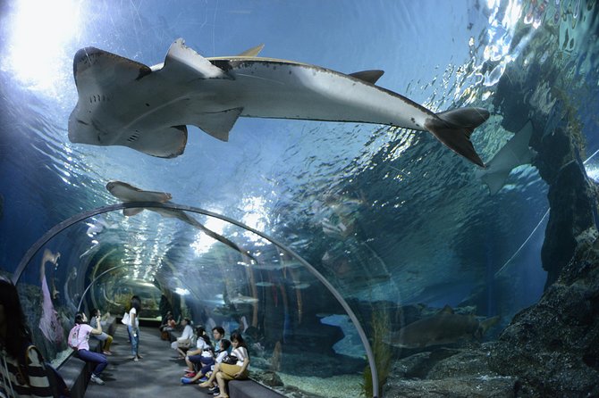 Pattaya Underwater World Tickets with Optional Hotel Pickup - Hotel Pickup and Drop-Off: When Convenience Is the Real Upgrade