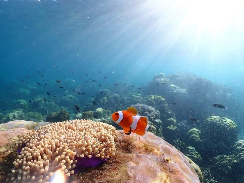 Snorkel & Chill: Nemo Island Trip from Pattaya - Price and Value: Why $41 Can Work Here